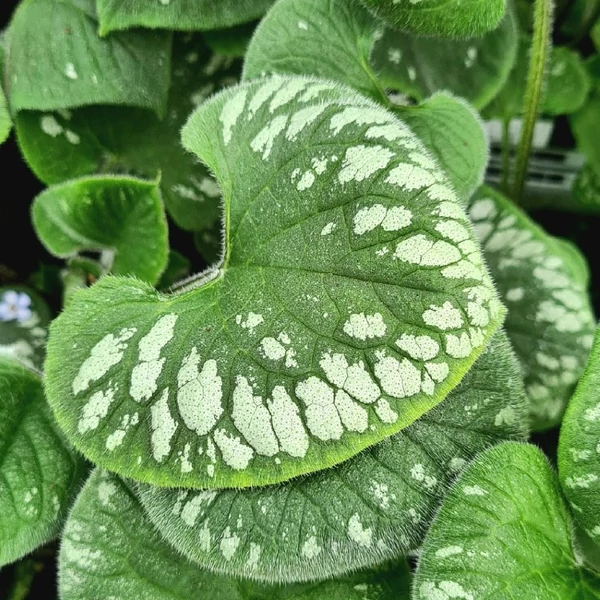 Brunnera macrophylla 'Emerald Mist' – Kaukázusi nefelejcs