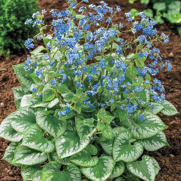 Brunnera macrophylla 'Emerald Mist' – Kaukázusi nefelejcs