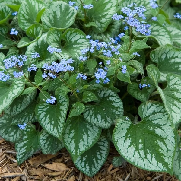 Brunnera macrophylla 'Emerald Mist' – Kaukázusi nefelejcs