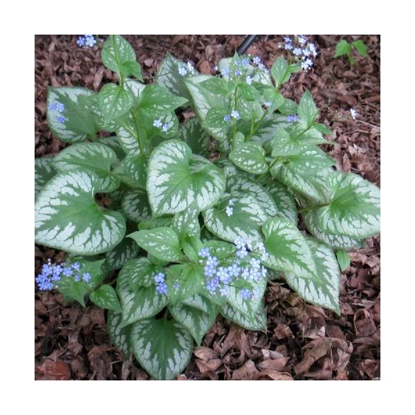 Brunnera macrophylla 'Emerald Mist' – Kaukázusi nefelejcs