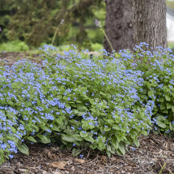 Brunnera macrophylla 'Jack of Diamonds' – Kaukázusi nefelejcs