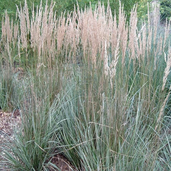 Calamagrostis x acutiflora 'Overdam' - Nádtippan