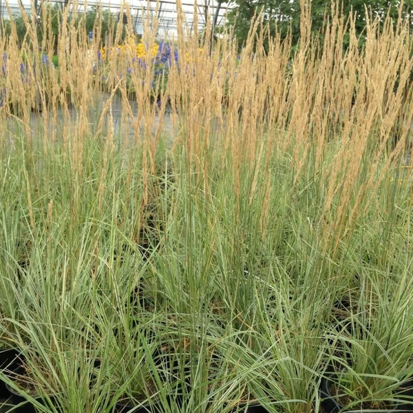 Calamagrostis x acutiflora 'Overdam' - Nádtippan