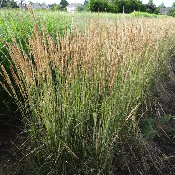 Calamagrostis x acutiflora 'Overdam' - Nádtippan
