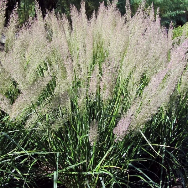 Calamagrostis brachytricha - Koreai nádtippan