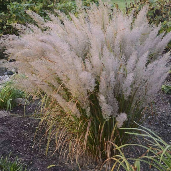 Calamagrostis brachytricha - Koreai nádtippan