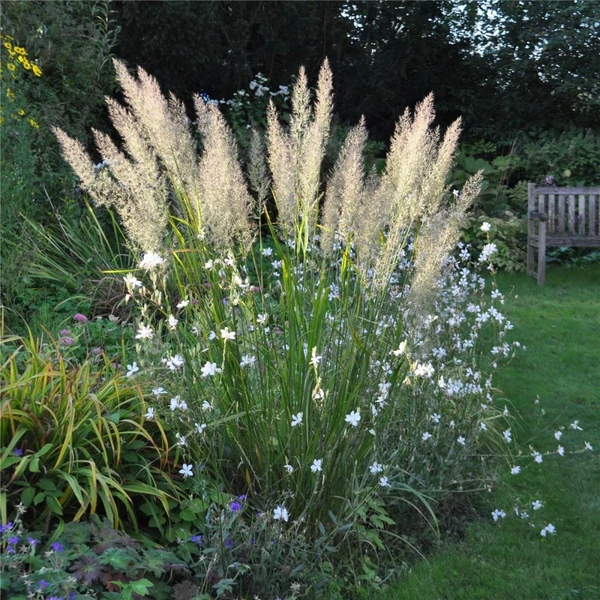 Calamagrostis brachytricha - Koreai nádtippan