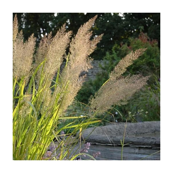 Calamagrostis brachytricha - Koreai nádtippan