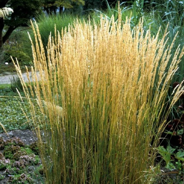 Calamagrostis x acutiflora 'Karl Foerster' - Nádtippan