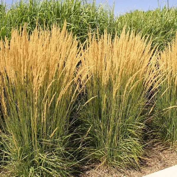 Calamagrostis x acutiflora 'Karl Foerster' - Nádtippan