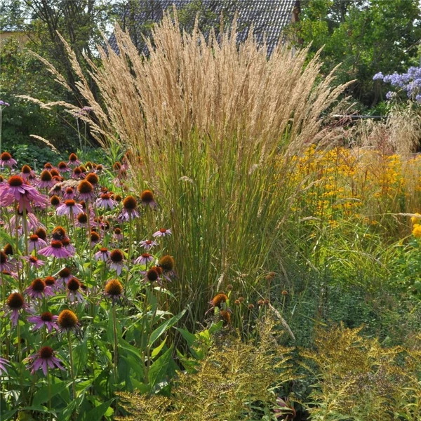 Calamagrostis x acutiflora 'Karl Foerster' - Nádtippan