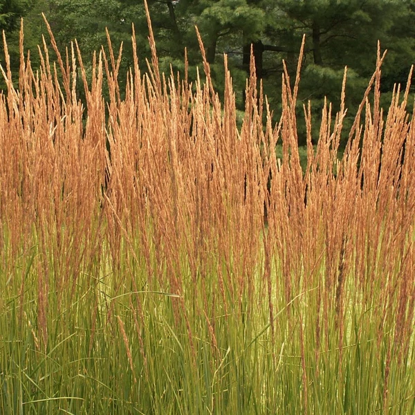 Calamagrostis x acutiflora 'Karl Foerster' - Nádtippan