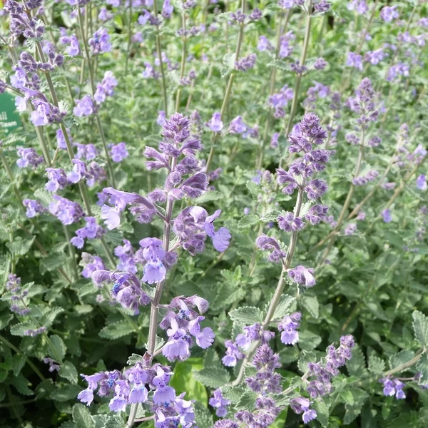 Calamintha nepeta 'Marvelette Blue' – Mirigyes pereszlény