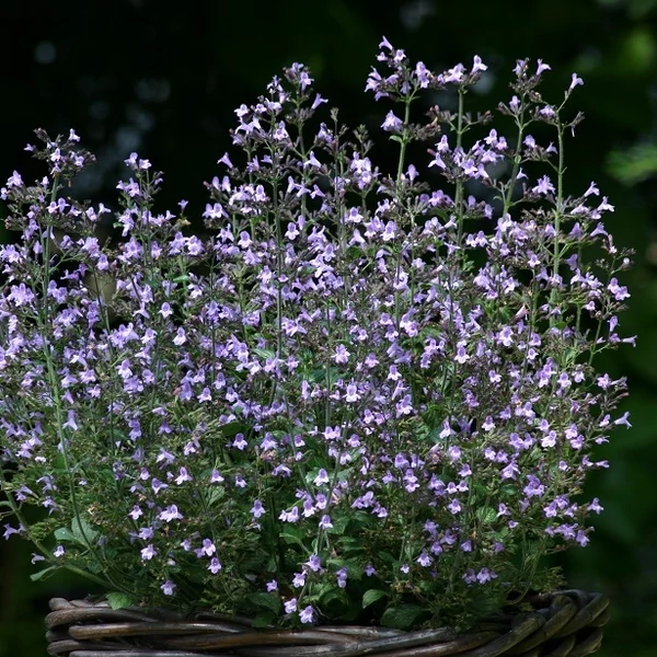 Calamintha nepeta 'Marvelette Blue' – Mirigyes pereszlény