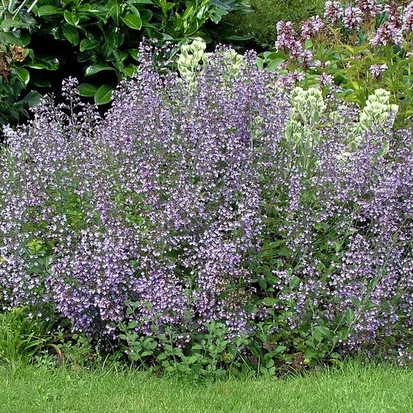 Calamintha nepeta 'Marvelette Blue' – Mirigyes pereszlény