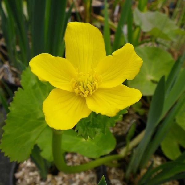 Caltha palustris - Mocsári gólyahír