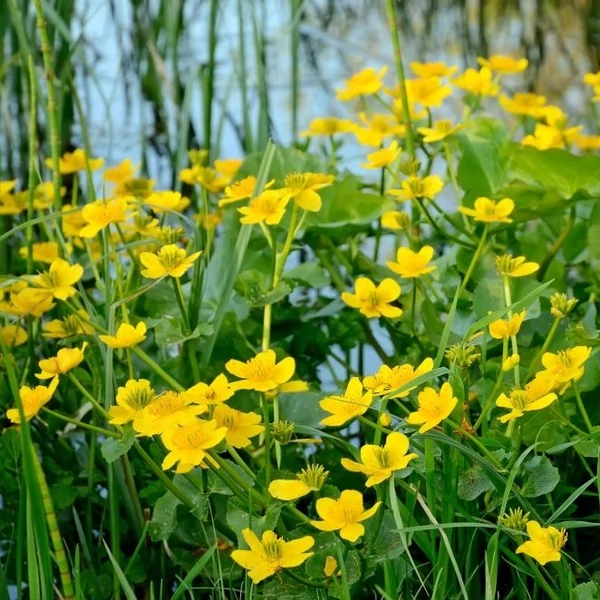 Caltha palustris - Mocsári gólyahír