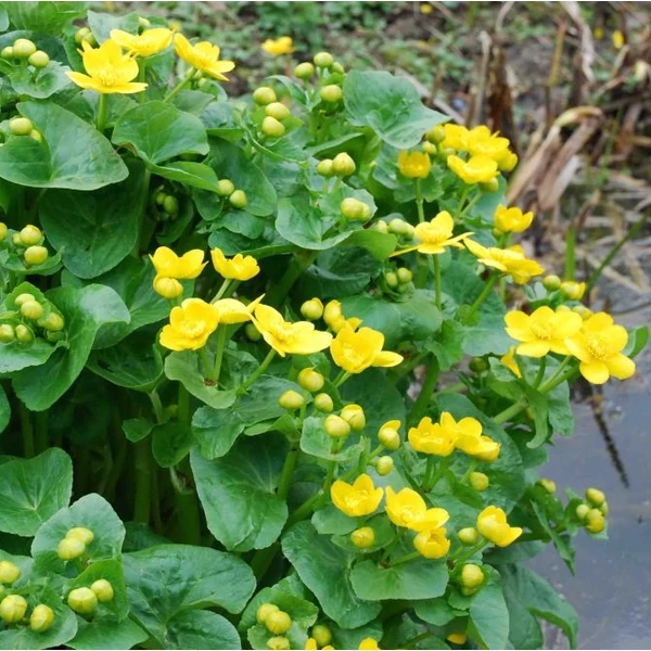 Caltha palustris - Mocsári gólyahír