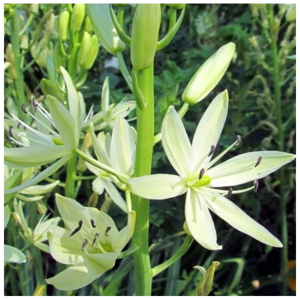 Camassia leichtlinii 'Silk Silver' – Prérigyertya