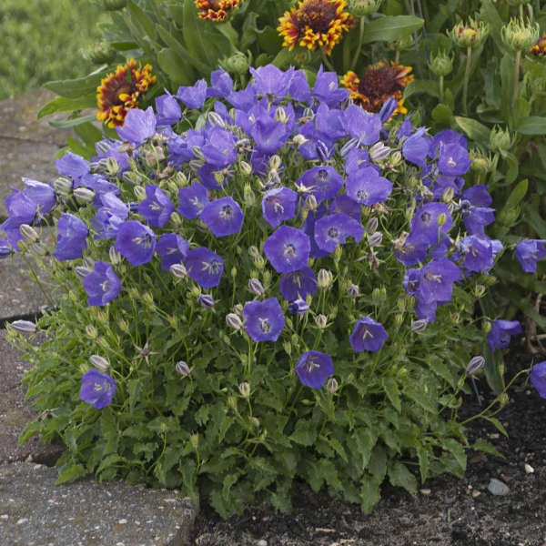 Campanula carpatica 'Blue Uniform' – Kárpáti harangvirág