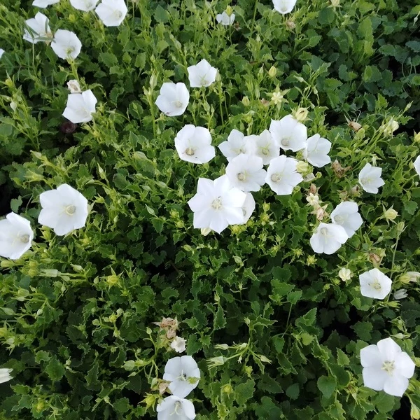 Campanula carpatica 'White Uniform' – Kárpáti harangvirág