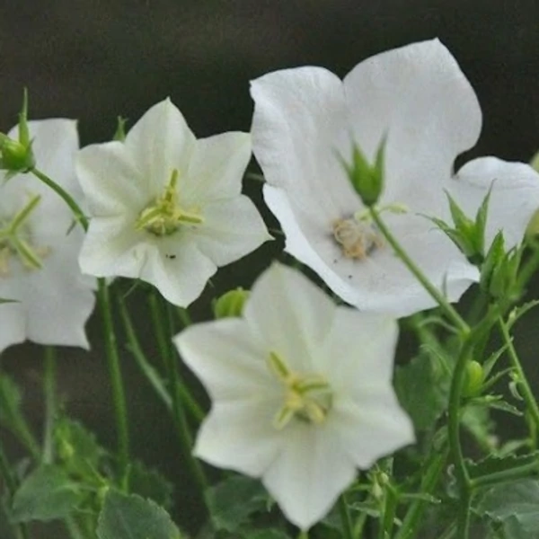 Campanula carpatica 'White Uniform' – Kárpáti harangvirág