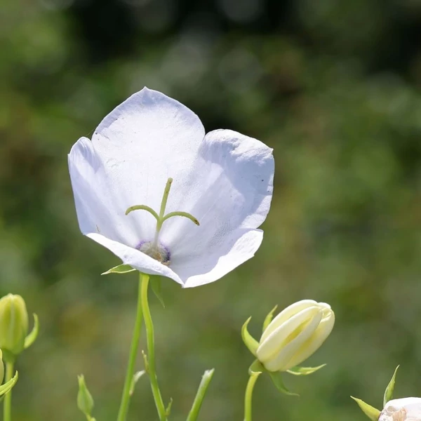 Campanula carpatica 'White Uniform' – Kárpáti harangvirág