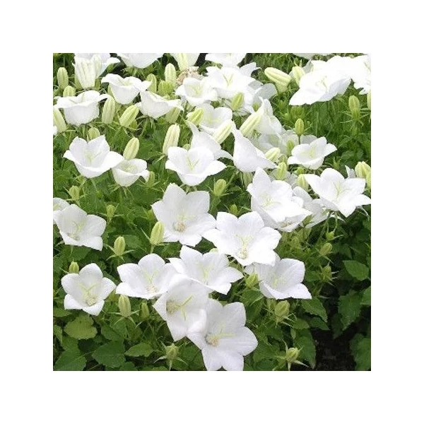 Campanula carpatica 'White Uniform' – Kárpáti harangvirág