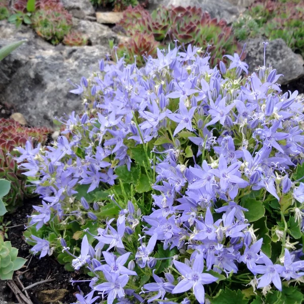 Campanula garganica - Garganói harangvirág (kék)