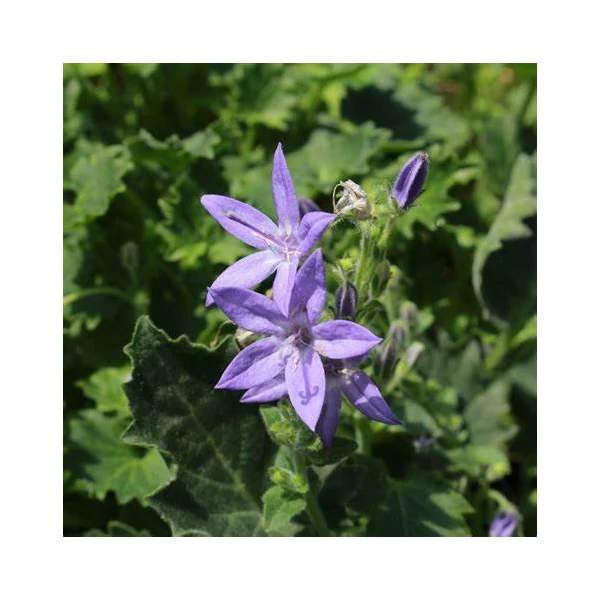 Campanula garganica - Garganói harangvirág (kék)