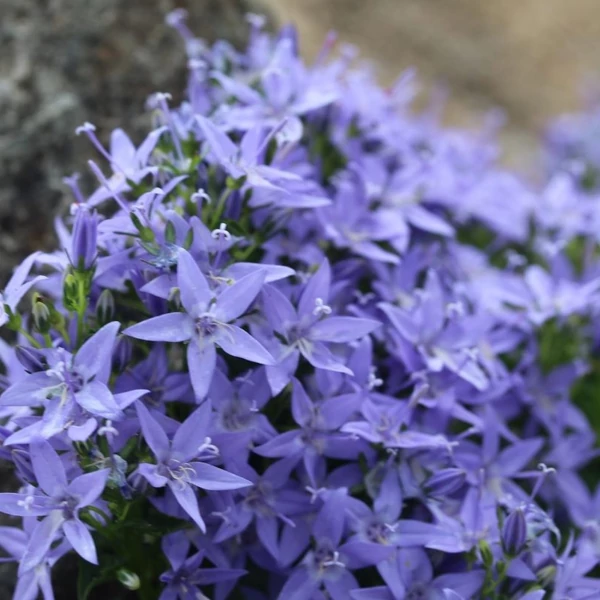 Campanula garganica - Garganói harangvirág (kék)