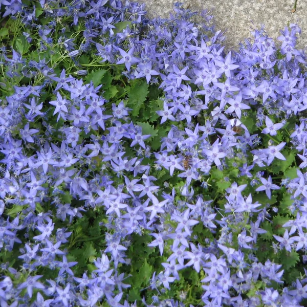 Campanula garganica - Garganói harangvirág (kék)