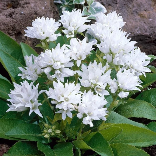 Campanula glomerata 'Alba' - Csomós harangvirág