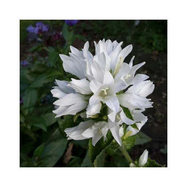 Campanula glomerata 'Alba' - Csomós harangvirág