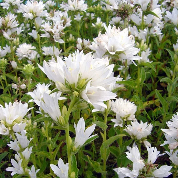 Campanula glomerata 'Alba' - Csomós harangvirág