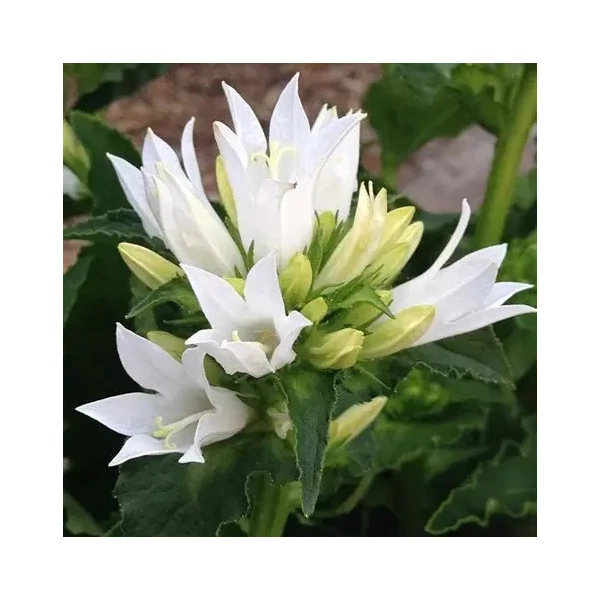 Campanula glomerata 'Genti White' – Csomós harangvirág
