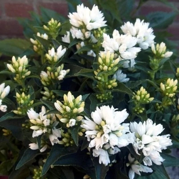 Campanula glomerata 'Genti White' – Csomós harangvirág