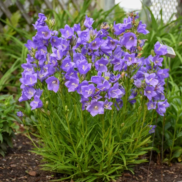 Campanula persicifolia 'Takion Blue' - Baracklevelű harangvirág