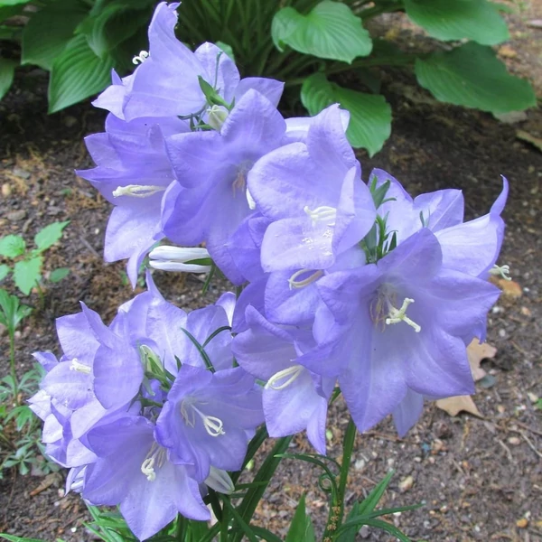 Campanula persicifolia 'Takion Blue' - Baracklevelű harangvirág