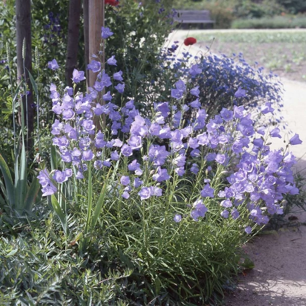 Campanula persicifolia 'Takion Blue' - Baracklevelű harangvirág