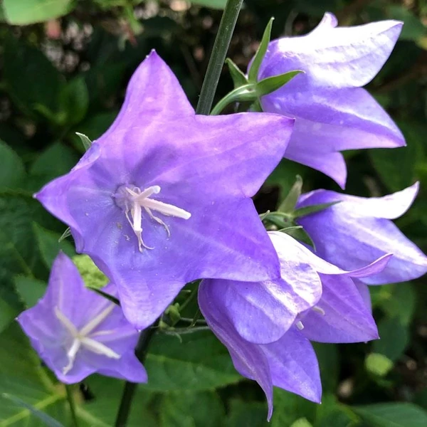 Campanula persicifolia 'Takion Blue' - Baracklevelű harangvirág
