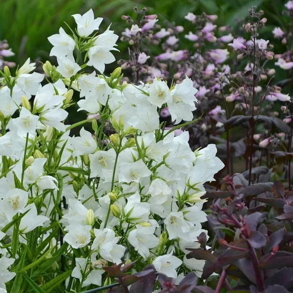 Campanula persicifolia 'Takion White' - Baracklevelű fehér harangvirág
