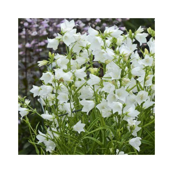 Campanula persicifolia 'Takion White' - Baracklevelű fehér harangvirág