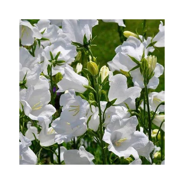 Campanula persicifolia 'Takion White' - Baracklevelű fehér harangvirág