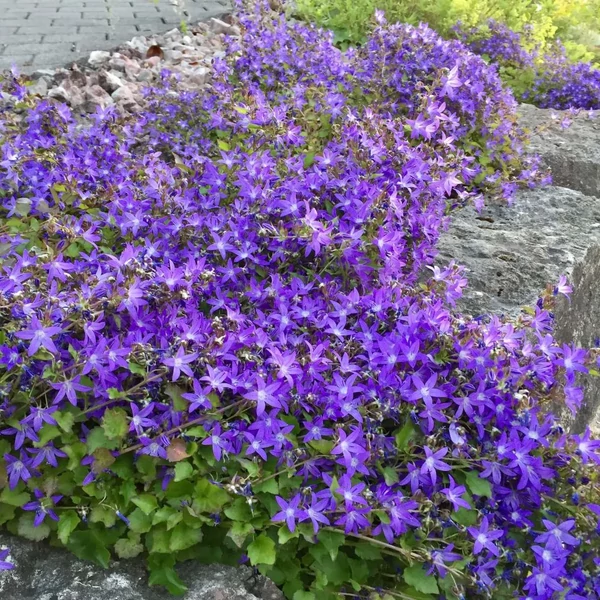 Campanula poscharskyana - Balkáni harangvirág