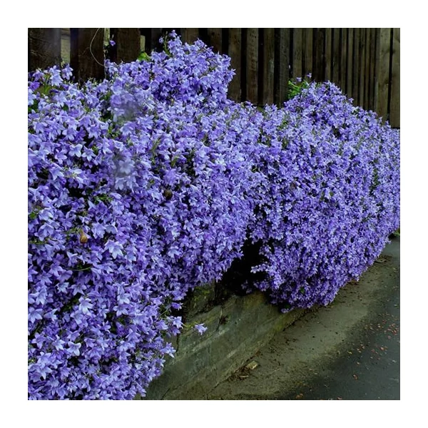 Campanula poscharskyana - Balkáni harangvirág