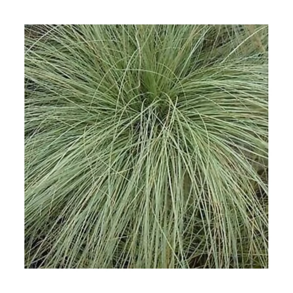 Carex comans 'Amazon Mist' – Sás