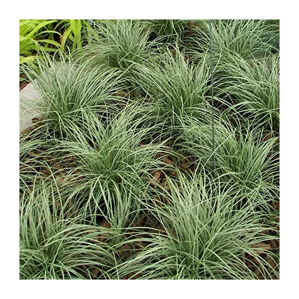 Carex comans 'Amazon Mist' – Sás