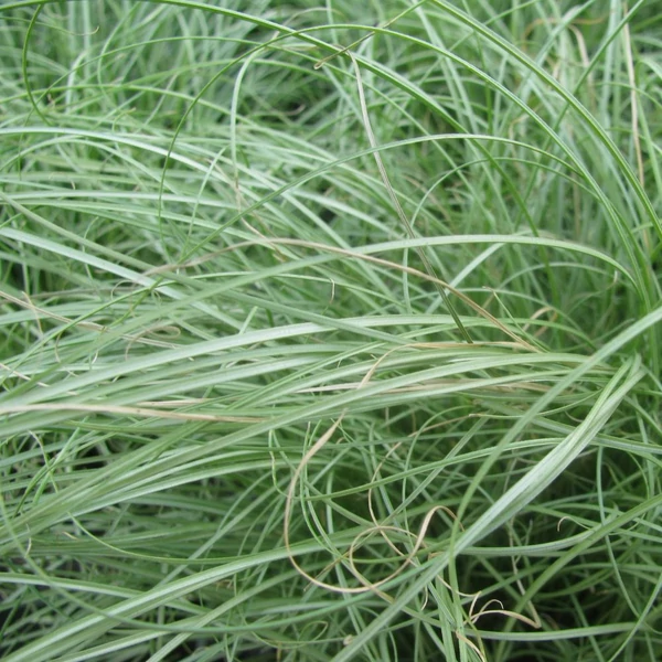 Carex comans 'Amazon Mist' – Sás