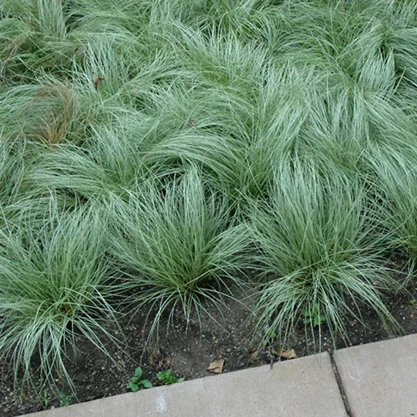 Carex comans 'Amazon Mist' – Sás